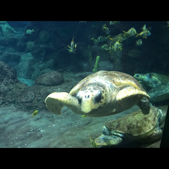 Meet your Posher, Michelle - Picture 1 of 1